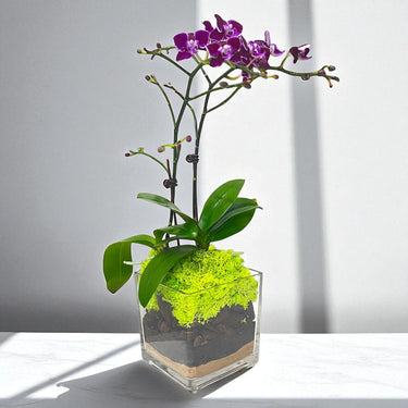 Purple Mini Orchid in Stylish Square Glass Vase